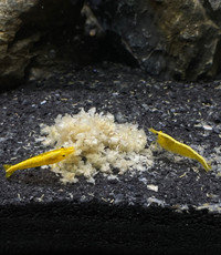 Yellow Golden Back Shrimp