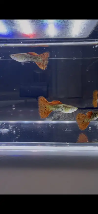 pure strain red lace guppies , View more