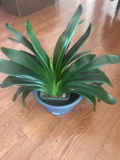 indoor plants , View more