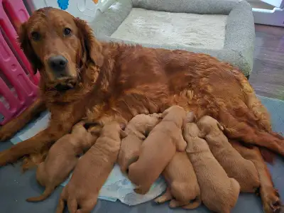 Golden Retriever puppies, View more