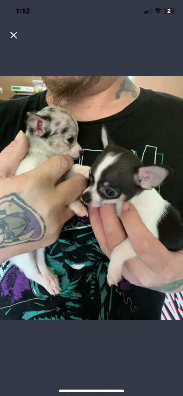 PUREBRED CHIHUAHUA all sold!!! Thanks to all!!! in Dogs & Puppies for Rehoming in Sarnia - Image 4