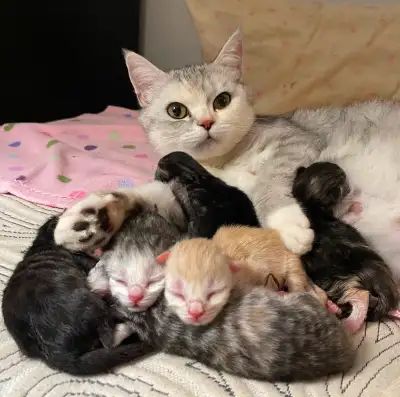 Adorable Kittens from British Shorthair Cat – Reserve Now!, View more