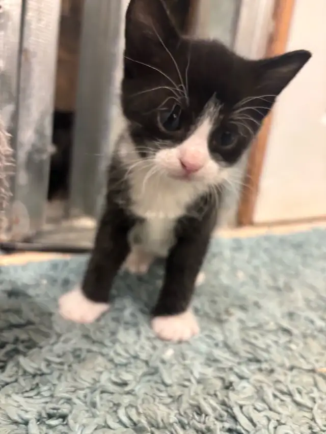 Litter of 5 Kittens in Cats & Kittens for Rehoming in Moncton - Image 3
