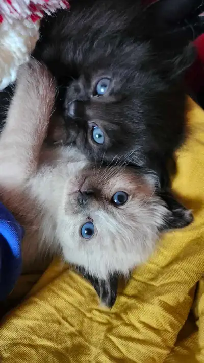 3 out o 5 Kittens ! 2 black and 1 white siamese - Siamese mother, View more