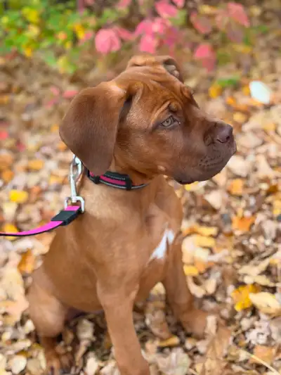 French mastiff female, View more