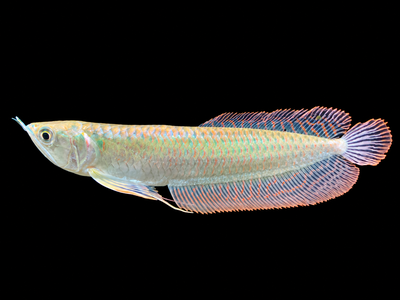 Silver Arowana for Sale – Healthy & Active, View more