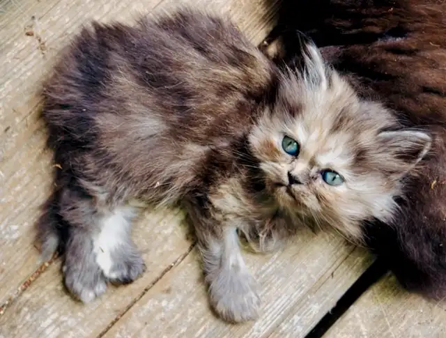 ✨LOVECATS TICA reg. Cattery