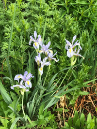 Arctic Iris (Iris Setosa) - Fundraiser