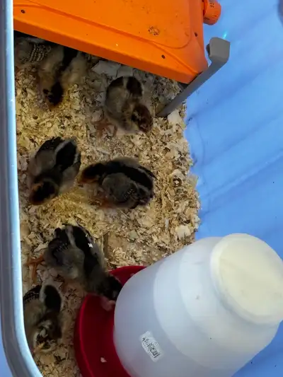 heritage chicks for sale , View more