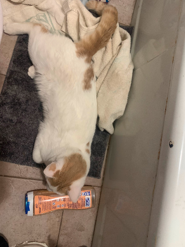 Rehoming my cat Cats & Kittens for Rehoming Moncton Kijiji