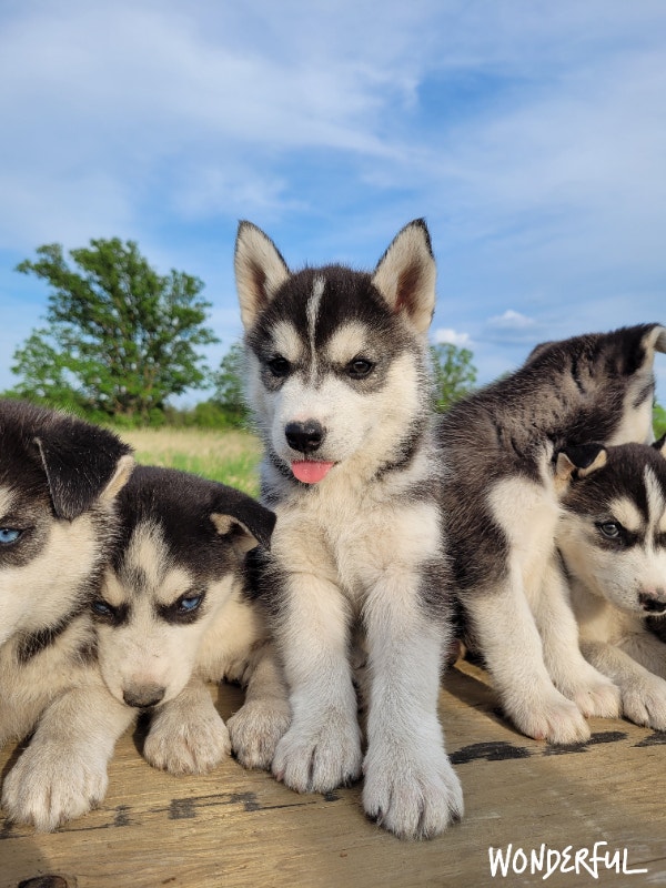 HUSKY PUPPY'S Dogs & Puppies for Rehoming Winnipeg Kijiji