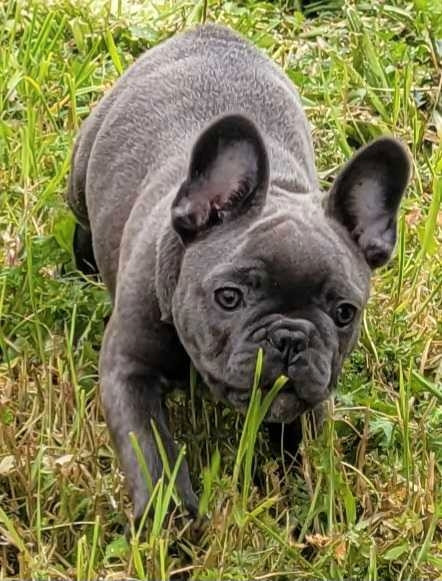French bulldogs puppies  in Dogs & Puppies for Rehoming in Victoria - Image 2