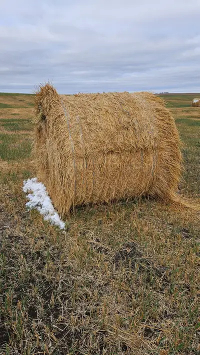 Green feed, View more