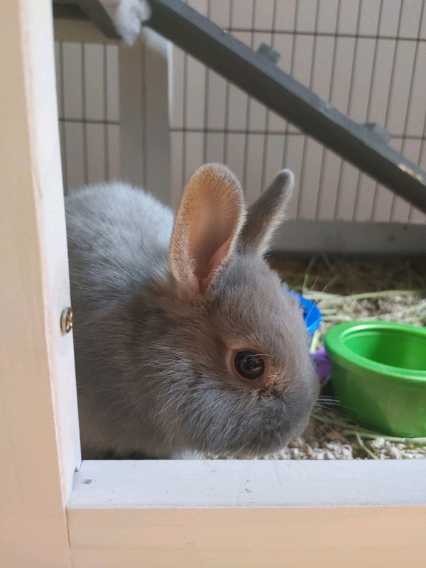 Healthy Netherland dwarf rabbits with Hutch and rest of food Petits animaux à adopter Ville