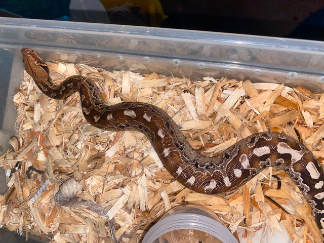 Short tailed pythons in Reptiles & Amphibians for Rehoming in Hamilton - Image 3