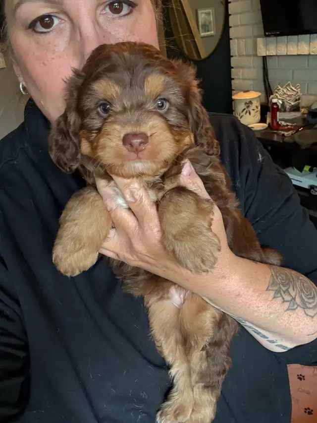 Mini sheepadoodles and mini aussiedoodles. in Dogs & Puppies for Rehoming in Edmonton - Image 3