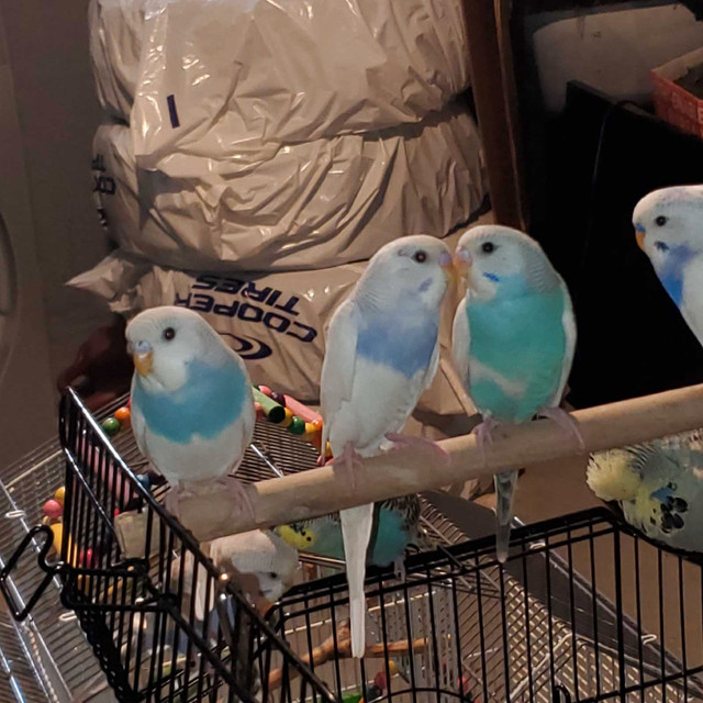 Baby budgies / Fancy budgies  in Birds for Rehoming in Winnipeg