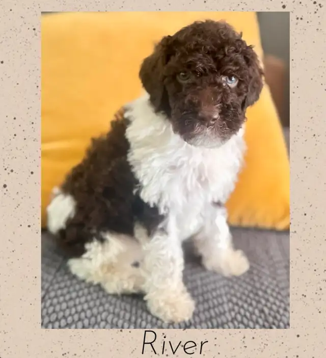 Mini Goldendoodle Male Puppy - Parents DNA / Health Tested in Dogs & Puppies for Rehoming in Ottawa - Image 2