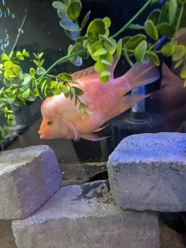 African chilclids in Fish for Rehoming in London - Image 4