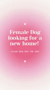 URGENT : dog in need of rehoming
