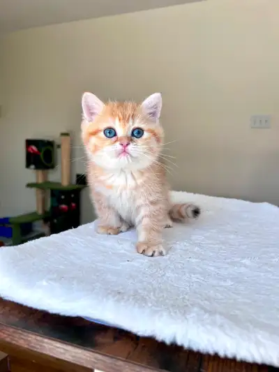 Luxury British Shorthair Kitten / Chocolate Golden Tabby boy, View more