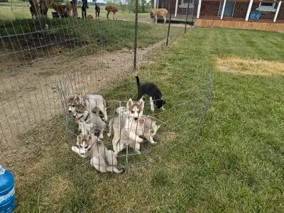 Siberian Husky Pups, View more