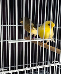 Gloster Canary pair for rehoming 