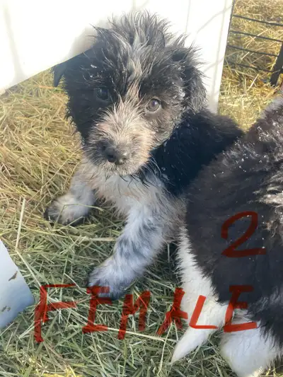 Guardian Puppies, View more