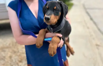Doberdor Puppies ✅, View more