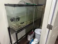 55 gallon aquarium. And steel stand. 