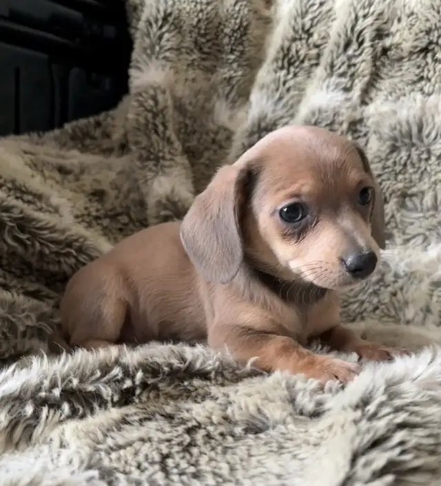 chihuahuax in Dogs & Puppies for Rehoming in Fredericton - Image 3