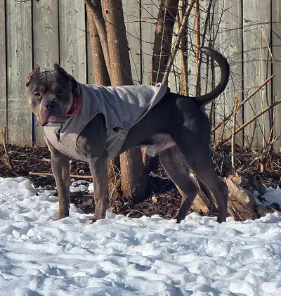 6 Year Old Bulldog, View more