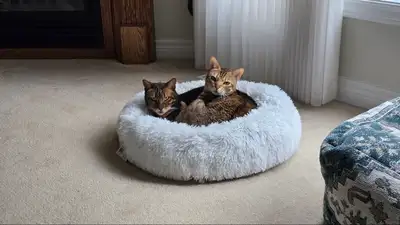 Bonded Pair of Bengals – Looking for Forever Home, View more