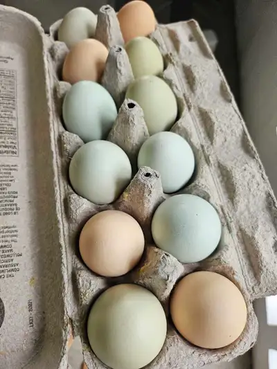 farm fresh eggs -  Saskatoon, View more