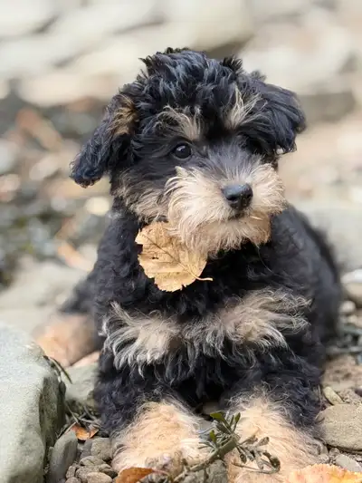 Male Mini Schnoodle , View more