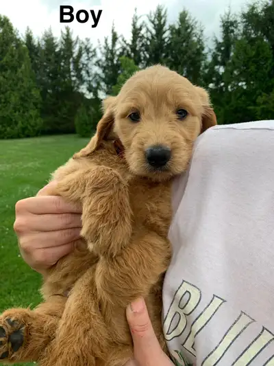 ⭐️ Goldendoodle puppies, View more