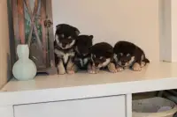 Purebred Shiba puppies 
