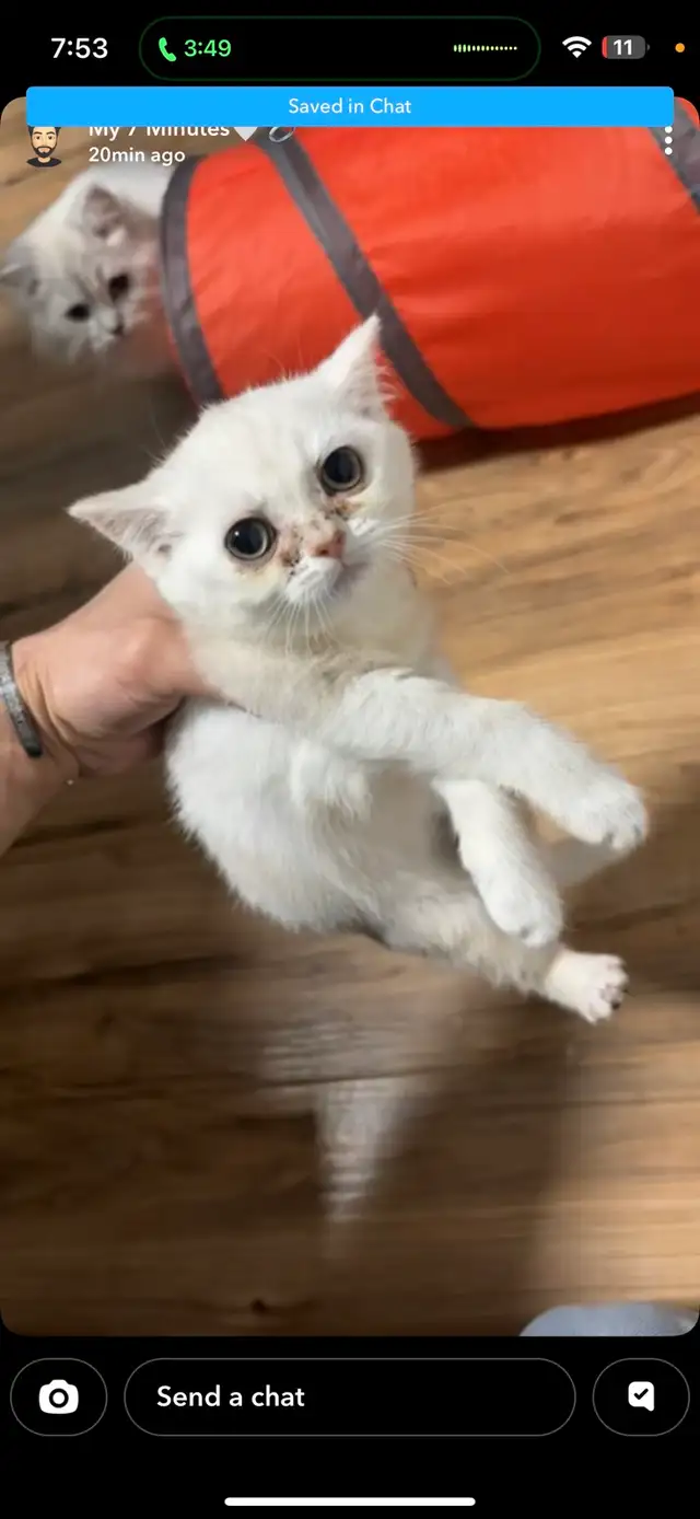 Purebred British shorthair kitten