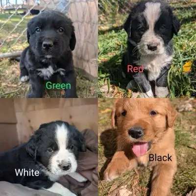 Golden Mountain Puppies , View more