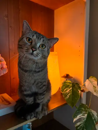 Chat scottish Fold et himalayen de 1 an et demi, View more