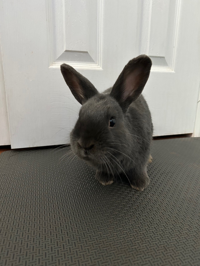 Pet dwarf bunny/ rabbit for sale with cage and accessories  in Other Pets for Rehoming in Ottawa - Image 2