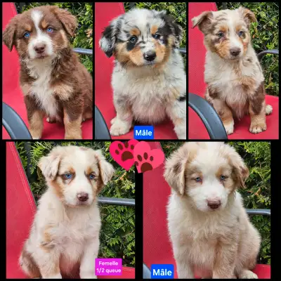 Bonjour, j'ai de beaux chiots qui se chercheront une nouvelle famille. Je suis dans lanaudiere J0K 1...