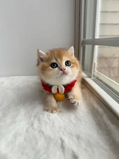 CCA & CFA Registered Cattery — Rehoming BSH Kittens, View more