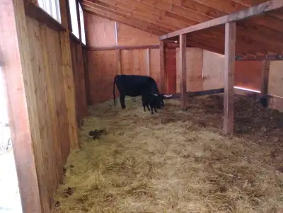 8x8 9x9 fir posts and beams.various rafters joists and lumber.,plywood ..can load bring trailer..we...