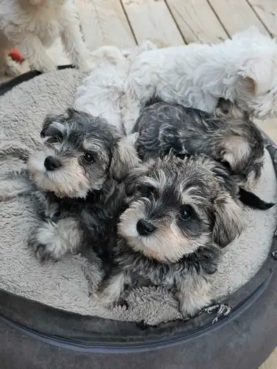 Chiots schnauzer nains pur race, View more