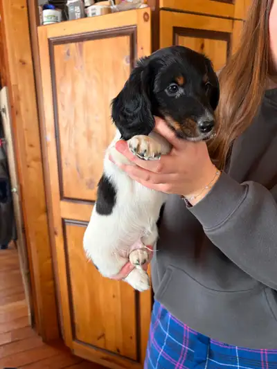 Chiots Teckel poil long (miniature), View more