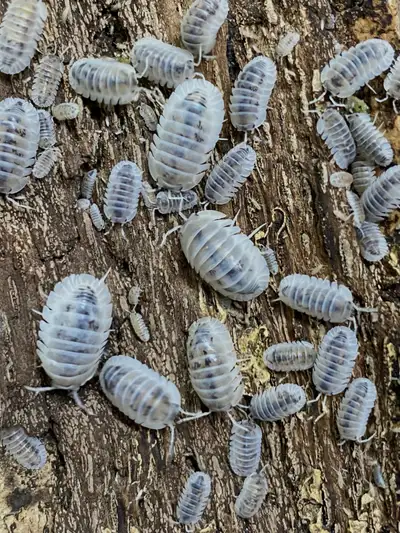 Shiro Utsuri Isopods - (Nesodillo archangeli), View more