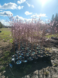 Nectarine Trees for Sale!