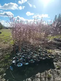 Nectarine Trees for Sale!