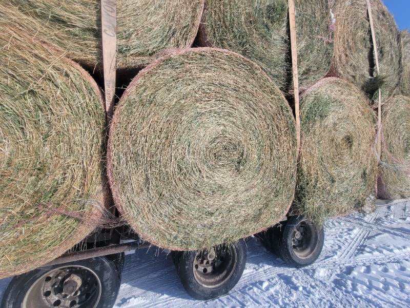 Beautiful round hay bales for horses cattle sheep Livestock Calgary
